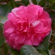 Bleichroeder Pink